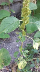 Amaranthus retroflexus