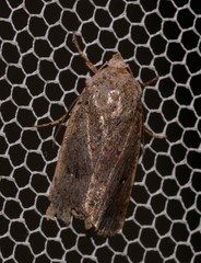 Proteuxoa hypochalchis