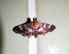 Desmia ufeus
