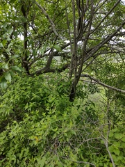 Cascabela thevetioides