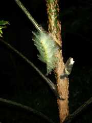 Lepidoptera