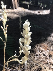 Cephalanthera austiniae