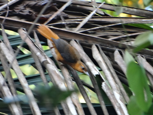 Philydor pyrrhodes