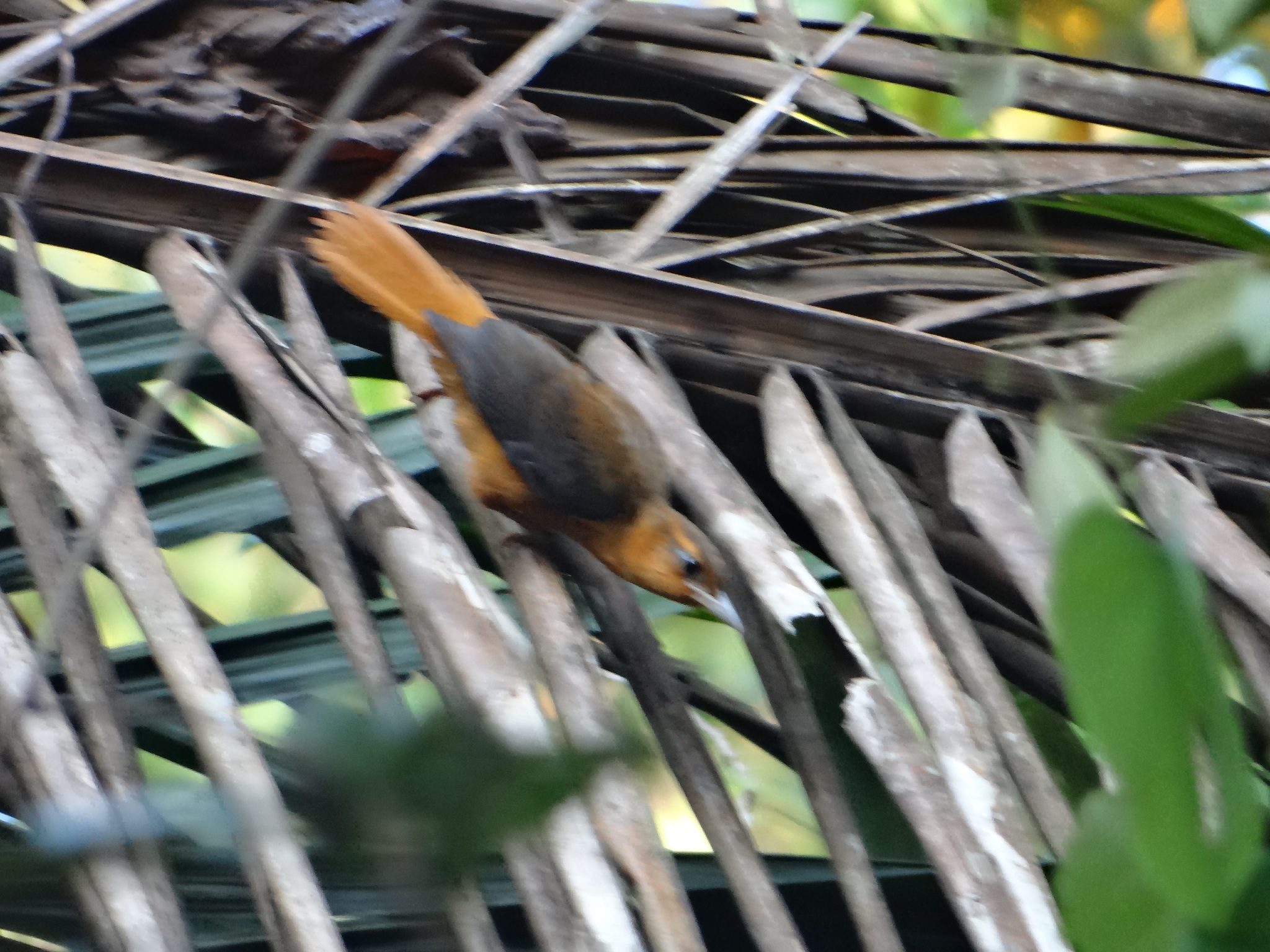 Cinnamon-rumped Foliage-gleaner (Philydor pyrrhodes), photo 4