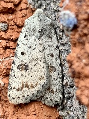 Caradrina multifera