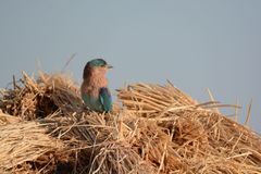 Coracias benghalensis