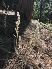 Cephalanthera austiniae