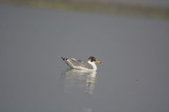 Ichthyaetus ichthyaetus