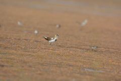 Hydrophasianus chirurgus