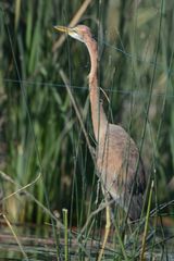 Ardea purpurea