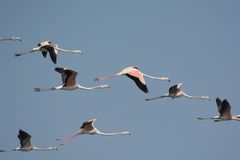Phoenicopterus roseus