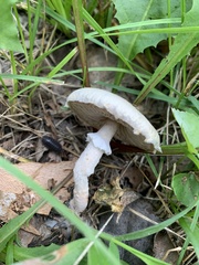 Saproamanita prairiicola