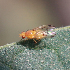 Homoneura occidentalis