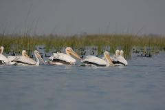 Pelecanus onocrotalus