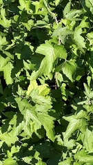 Humulus lupulus