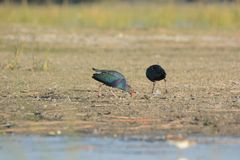 Porphyrio poliocephalus