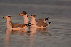 Ichthyaetus ichthyaetus