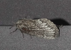 Gloveria arizonensis