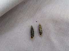 Macrogastra plicatula