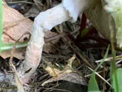 Saproamanita prairiicola