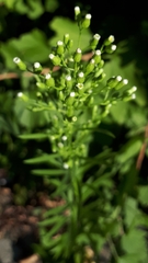 Erigeron canadensis