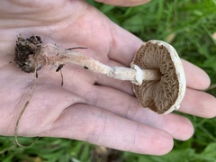 Saproamanita prairiicola