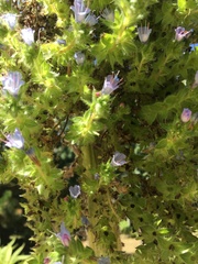 Echium pininana