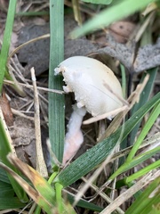 Saproamanita prairiicola