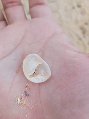 Bostrycapulus pritzkeri