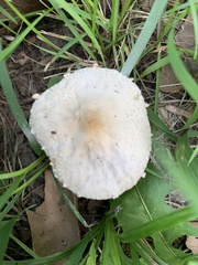 Saproamanita prairiicola