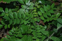 Clausena anisata