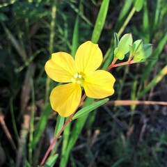 Ludwigia maritima