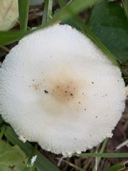 Saproamanita prairiicola