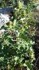 Arctium minus