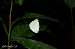 Abaeis albula celata