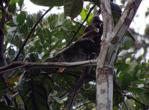 Dendroma erythroptera