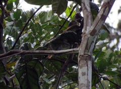 Dendroma erythroptera