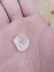 Bostrycapulus pritzkeri