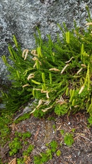 Diphasiastrum sitchense