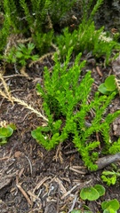 Diphasiastrum sitchense