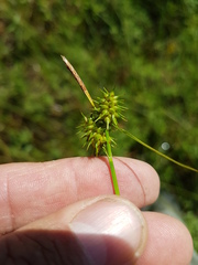 Carex flava