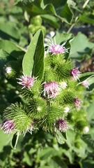 Arctium minus