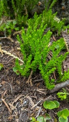 Diphasiastrum sitchense