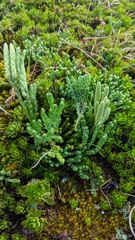 Diphasiastrum alpinum