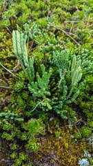 Diphasiastrum alpinum