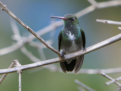 Chionomesa fimbriata