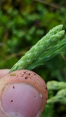 Diphasiastrum alpinum