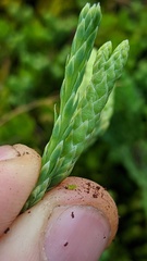 Diphasiastrum alpinum