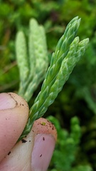 Diphasiastrum alpinum