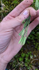 Diphasiastrum alpinum